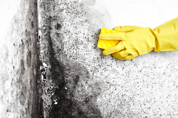 Why You Should Choose Our Mold Remediation Services in Placeholder9